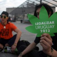 A legalização da maconha no Uruguai: um exemplo para o Brasil seguir e aprimorar!