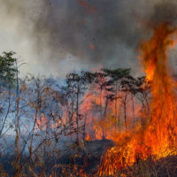 O Pará arde em chamas!