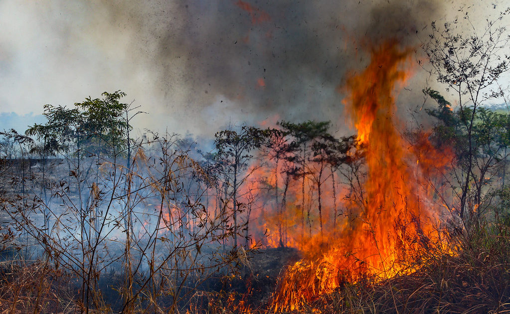 O Pará arde em chamas!